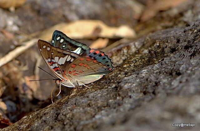 Euthalia malaccana malaccana