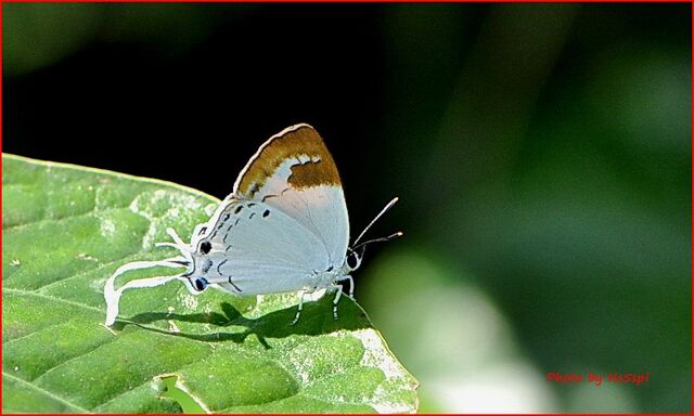 Suasa lisides lisides