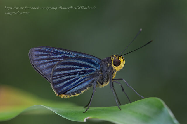 Pirdana hyela rudolphii