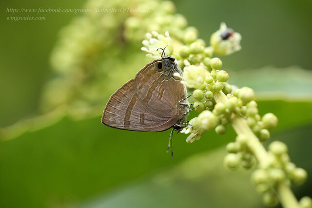 Rapala varuna orseis