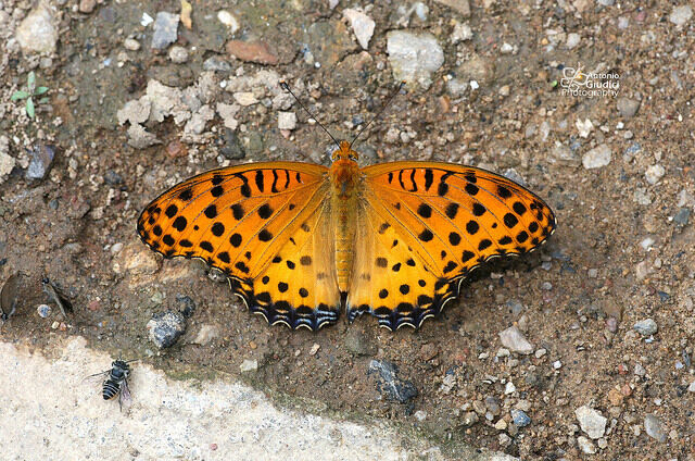 Argyreus hyperbius hyperbius