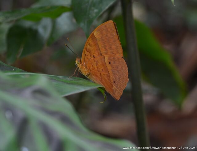 Enispe duranius corbeti