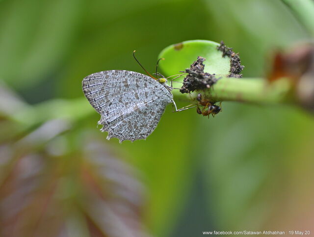 Allotinus horsfieldi permagnus