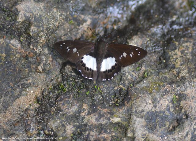 Seseria affinis kirmana