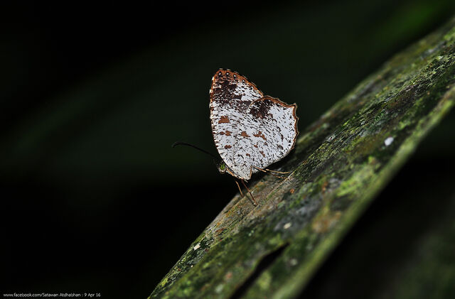 Allotinus fabius arrius