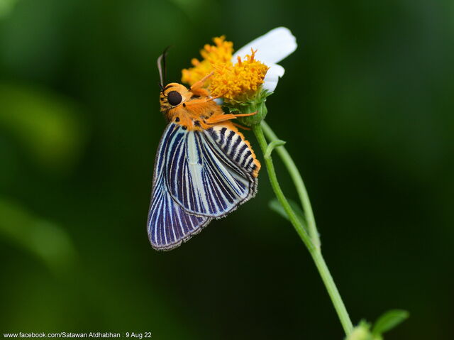 Burara gomata lalita