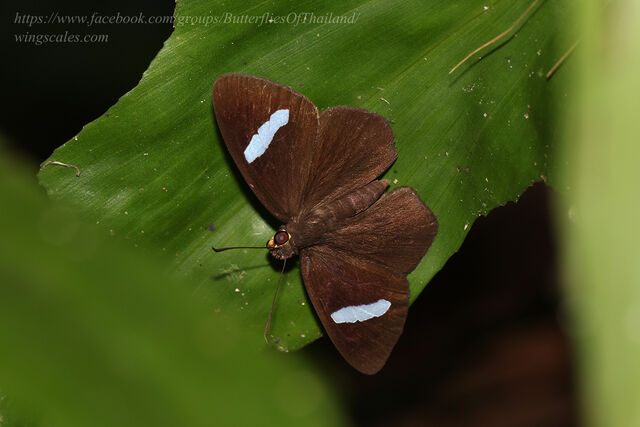 Charmion ficulnea queda