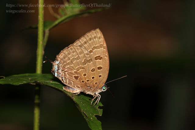 Arhopala silhetensis adorea