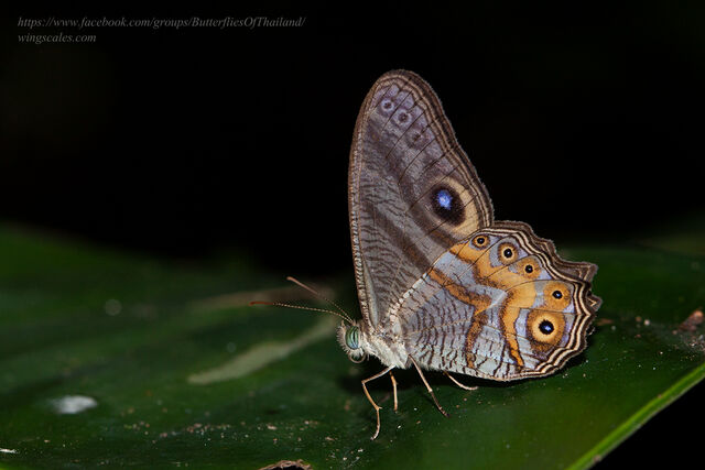 Erites angularis angularis