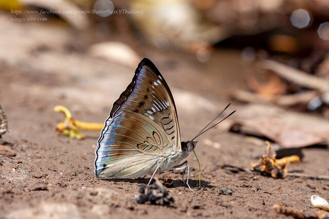 Euthalia phemius phemius