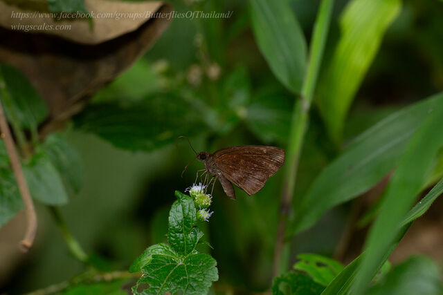 Psolos fuligo subfasciatus