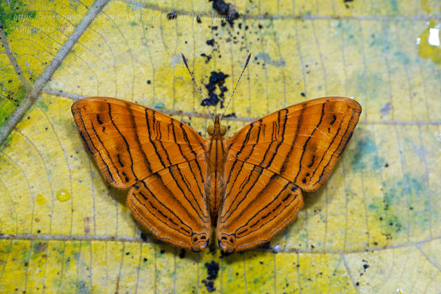 Chersonesia intermedia rahrioides