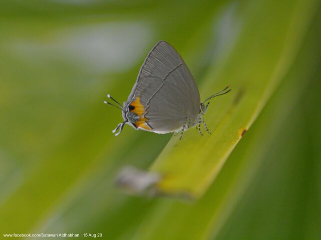 Tajuria dominus dominus