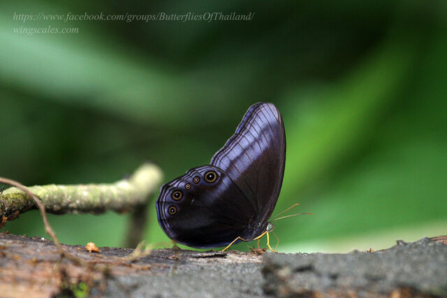 Coelites nothis nothis