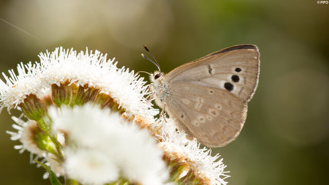Caerulea coeligena chengmaica
