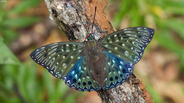 Dichorragia nesimachus nesimachus