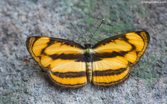 Pantoporia paraka paraka