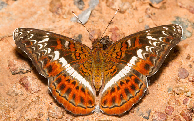 Lebadea martha martha