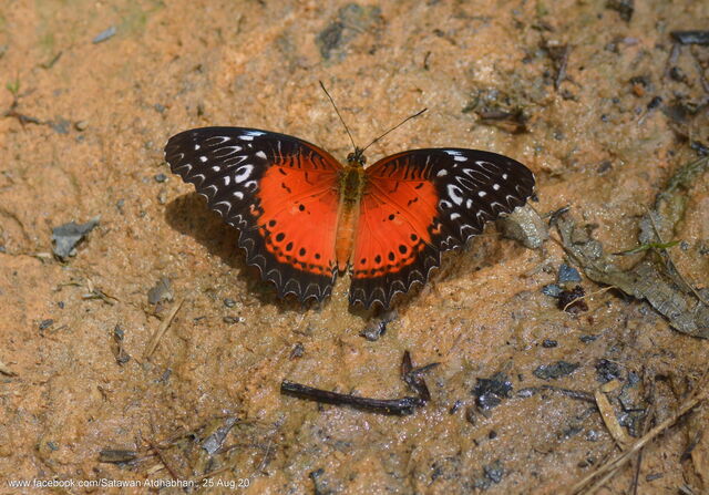 Cethosia biblis perakana