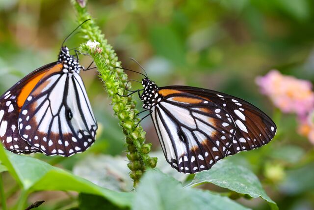 Danaus melanippus hegesippus