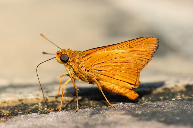 Cephrenes acalle oceanica