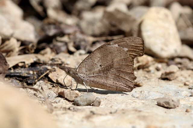 Libythea geoffroyi alompra