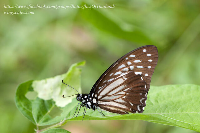 Graphium macareus perakensis
