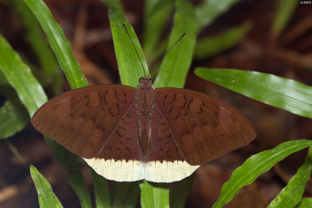 Tanaecia julii julii
