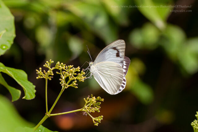 Appias paulina adamsoni
