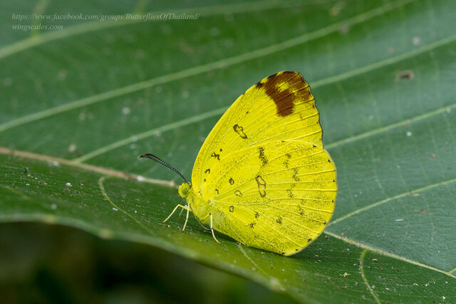 Eurema blanda silhetana