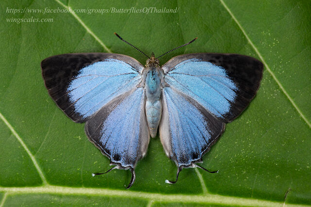 Creon cleobis cleobis