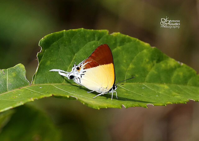 Charana mandarina splendida