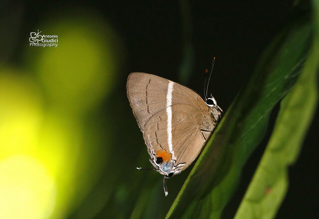 Dacalana azyada azyada