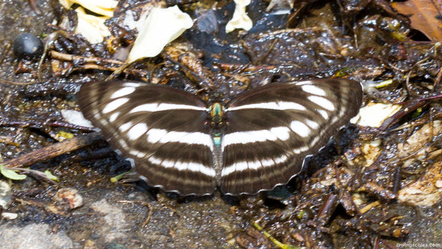 Neptis sankara guiltoides