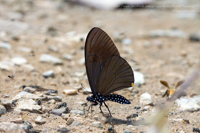 Papilio slateri slateri