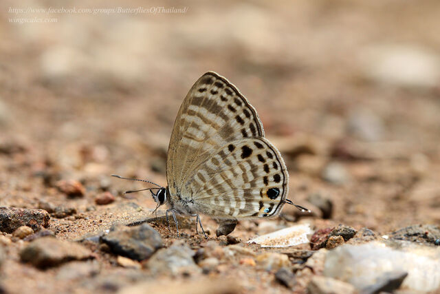 Nacaduba angusta albida