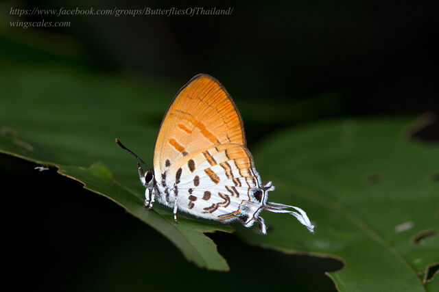 Drupadia ravindra boisduvalii