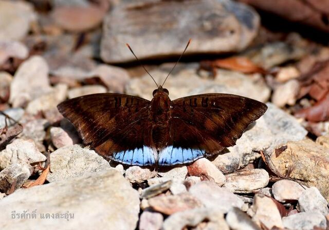 Euthalia phemius ipona