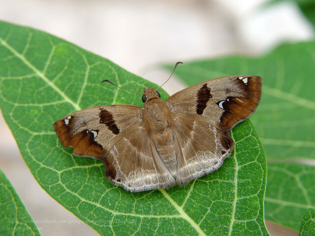 Abaratha angulata angulata