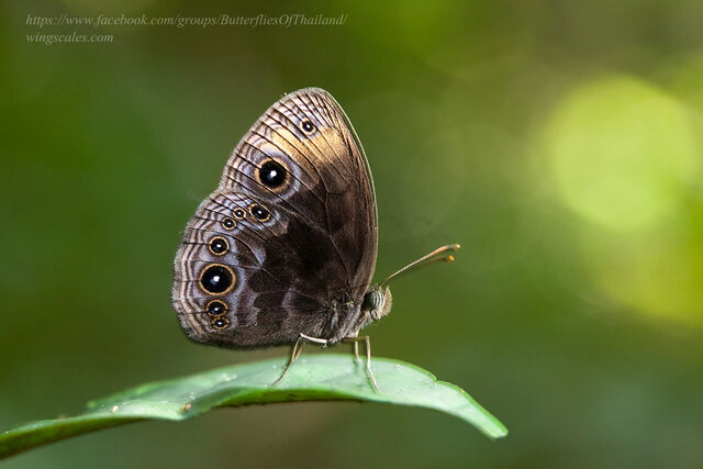 Mycalesis maianeas maianeas