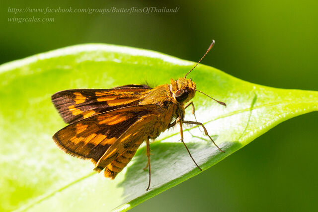 Potanthus ganda ganda