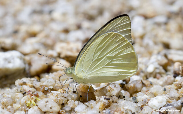 Appias albina darada