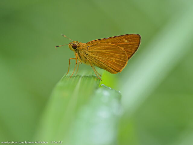 Xanthoneura corissa indrasana