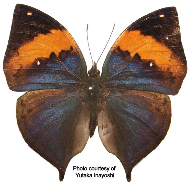 Kallima alicia ruangriti