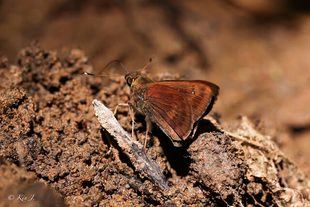 Hyarotis microstictum microstictum
