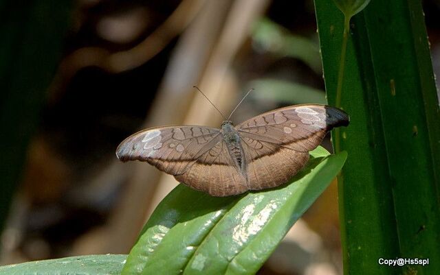 Cynitia cocytus ambrysus