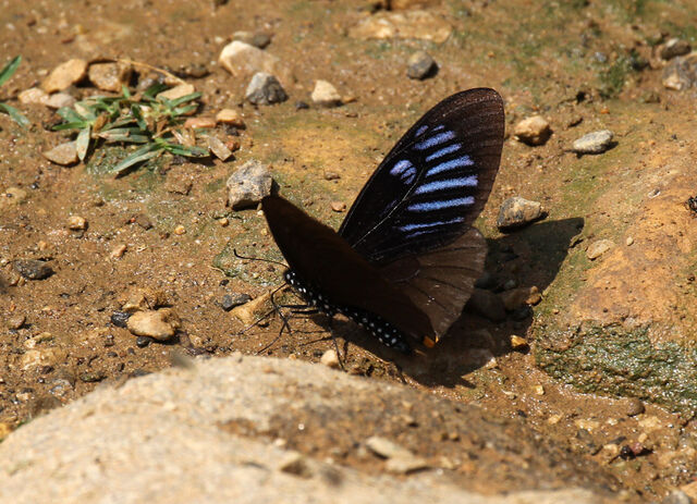Papilio slateri slateri