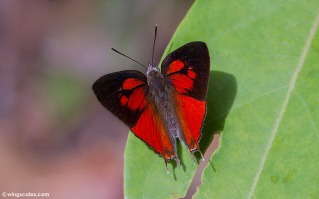 Thamala marciana marciana