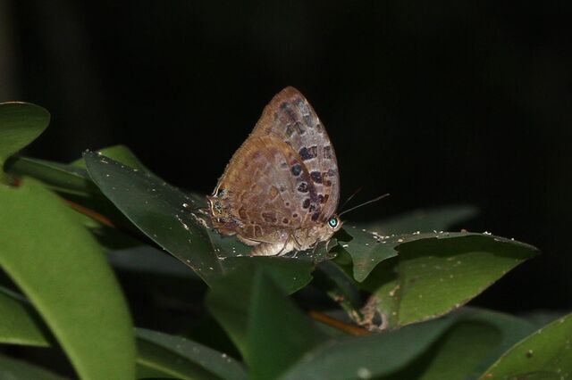 Arhopala anthelus ssp.
