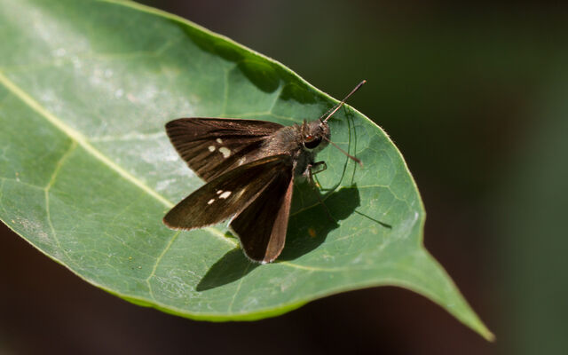 Suastus minutus aditia